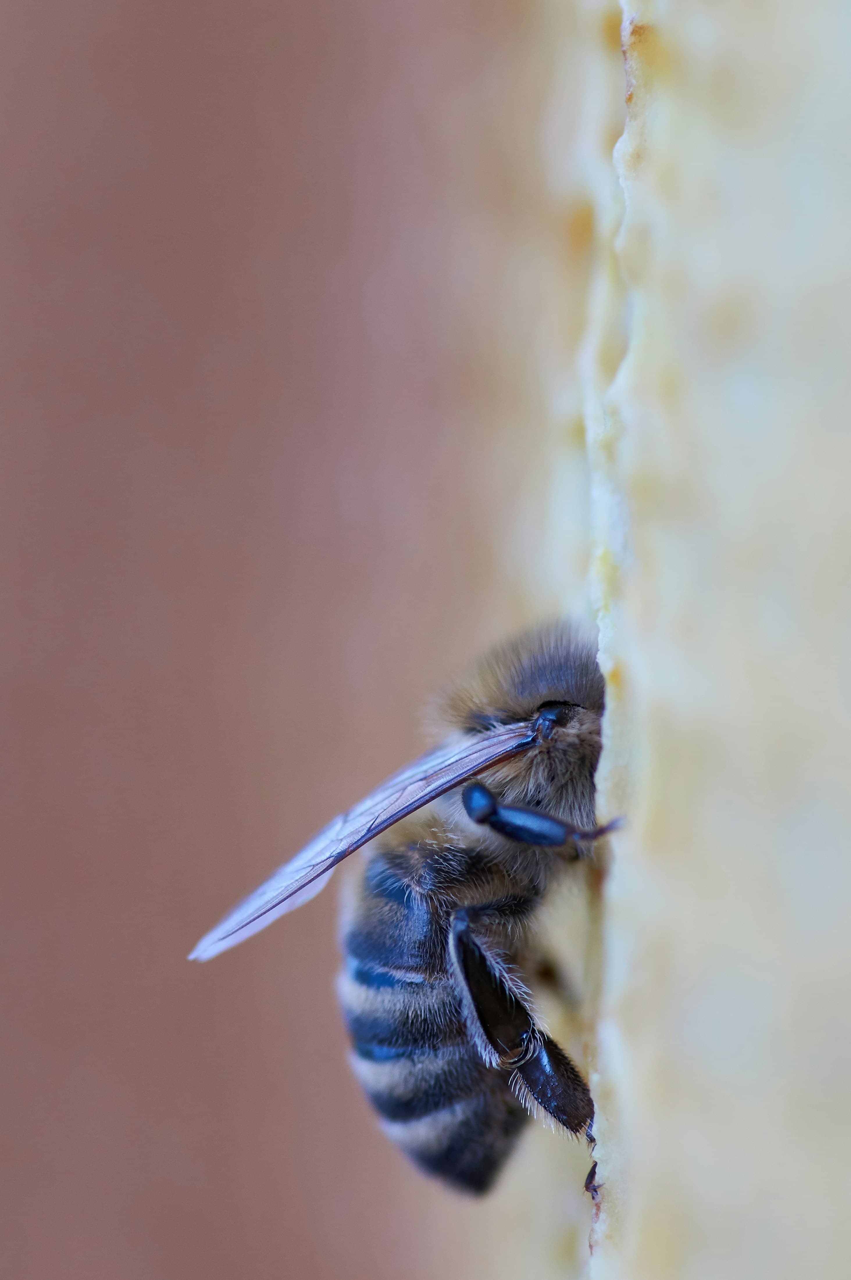 Gros plan d'une abeille avec la tête insérée dans une alvéole.